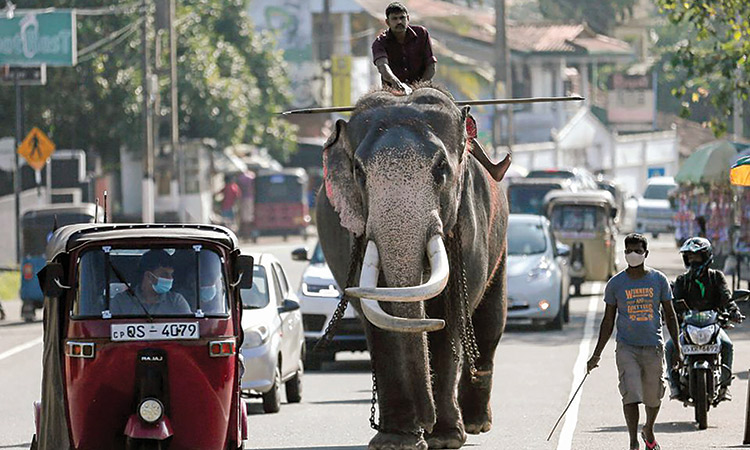 A mahout walks a tusker along a busy road in Colombo, Sri Lanka.