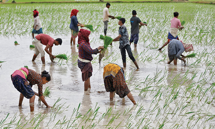Farm labourers plant rice saplings in a field on the outskirts of Ahmedabad.  File/Reuters