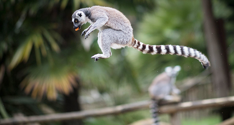 Nearly all Madagascar's lemur species 'face extinction' - GulfToday