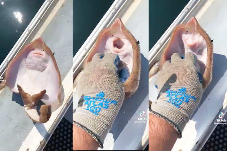 VIDEO: Stingray ‘laughing’ while being tickled in viral TikTok is actually ‘suffocating to death,’ say experts - GulfToday