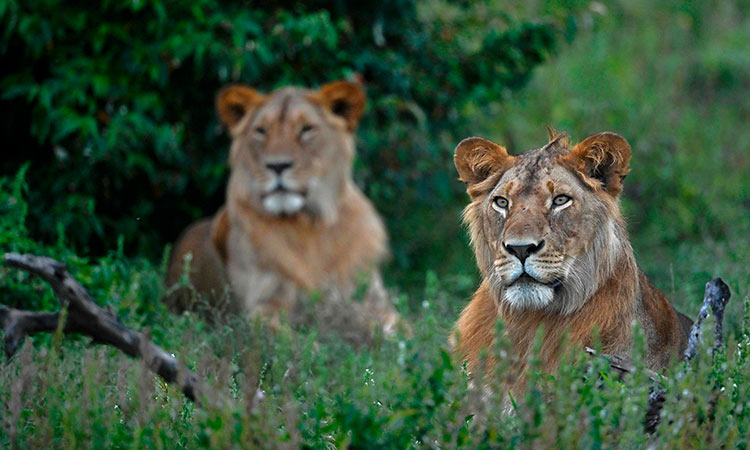 six-lions-found-dead-and-dismembered-in-uganda-national-park