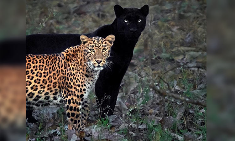 Rare Photo Of A Black Panther Leopard Couple Goes Viral Gulftoday