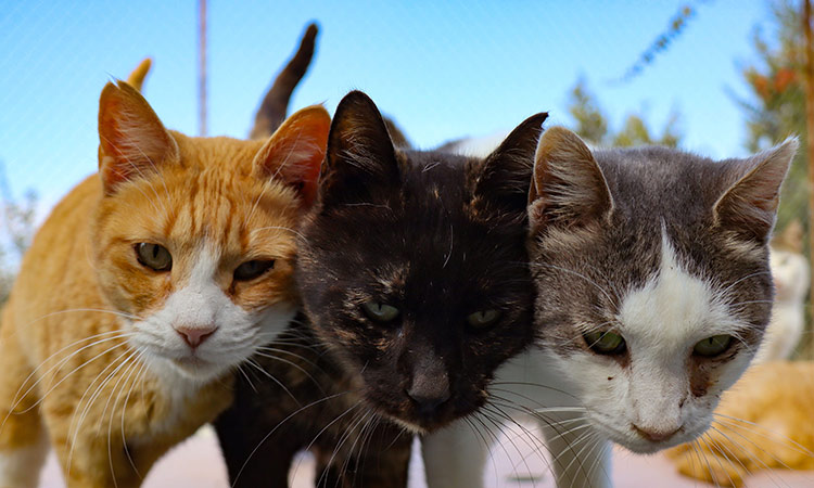 Οι γάτες της Κύπρου κρυώνουν λόγω πανδημίας κοροναϊού