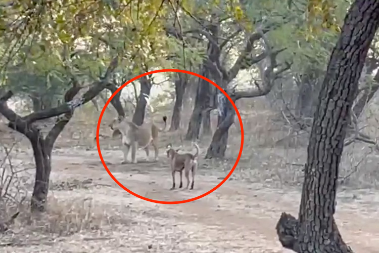 VIDEO: Fearless dog fights off lioness in India, video goes viral -  GulfToday