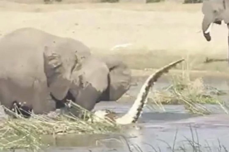 VIDEO: Mother elephant crushes crocodile to death after it attacked its  calf in Zambia - GulfToday