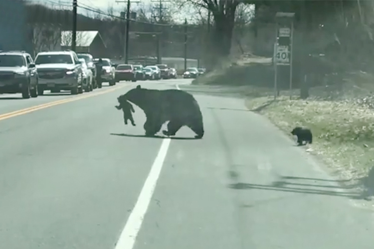 VIDEO: Mother bear's struggle to manage four naughty cubs on busy road  moves human parents - GulfToday