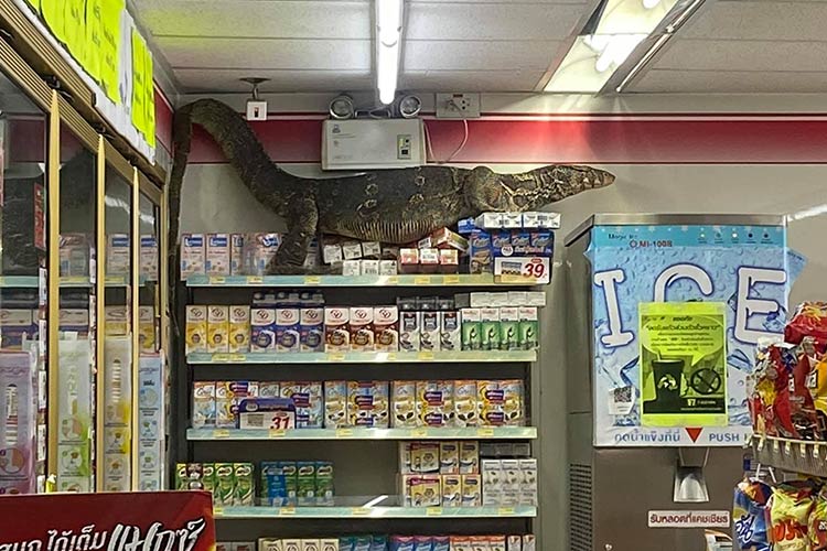 Video of a giant lizard terrifying shoppers at a convenience store in  Thailand goes viral - GulfToday