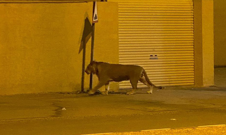lion in the streets