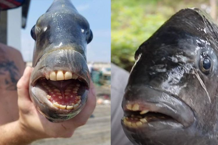 Man catches fish with human-like teeth, eats it and says 'it is