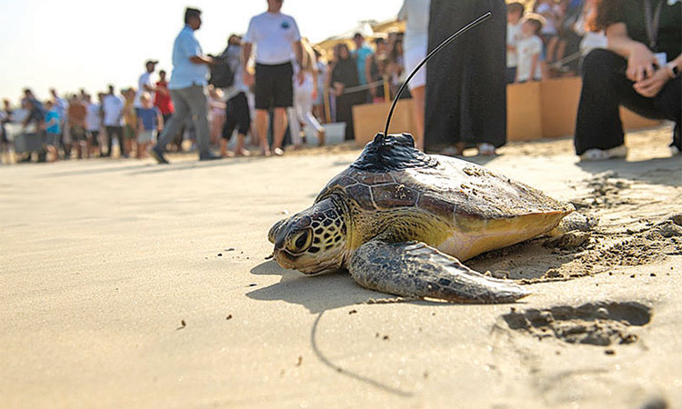 A tagged turtle makes its way into the placid waters of the Arabian Gulf.