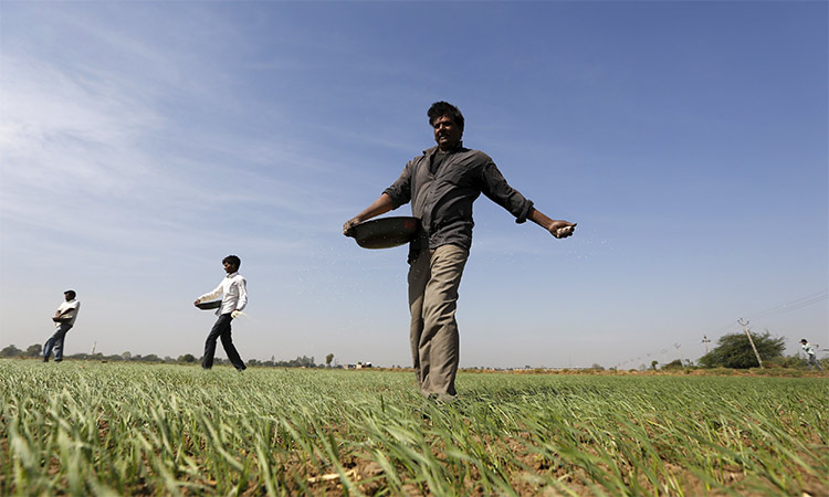 Farmers sprinkle fertilizer on a wheat field on the outskirts of Ahmedabad, India. Reuters