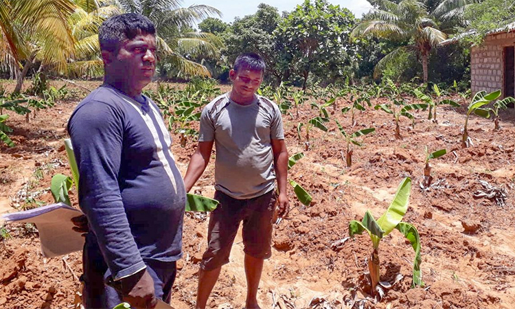 Banana farmers in Embilipitiya.