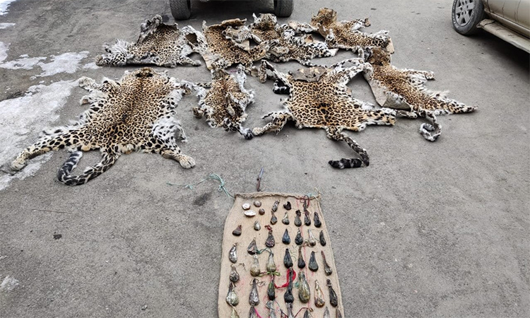 Illegal trade of wildlife is thriving in different parts of the world.