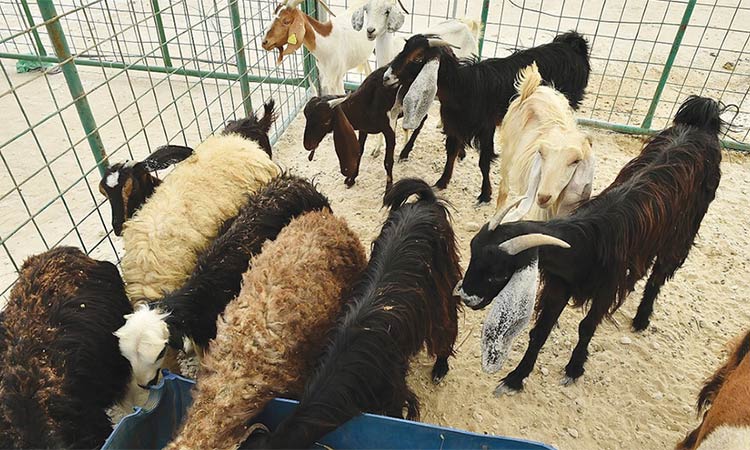 Dubai announces fixed price for sacrificial animals - GulfToday