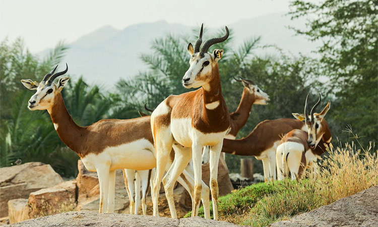 UAE wildlife