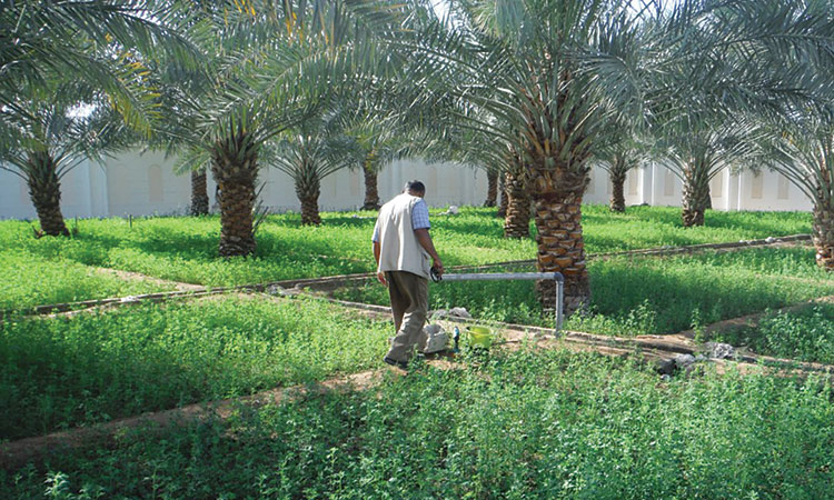 Contracts signed to build and operate two farms, one in Al Ain and the other in Abu Dhabi.