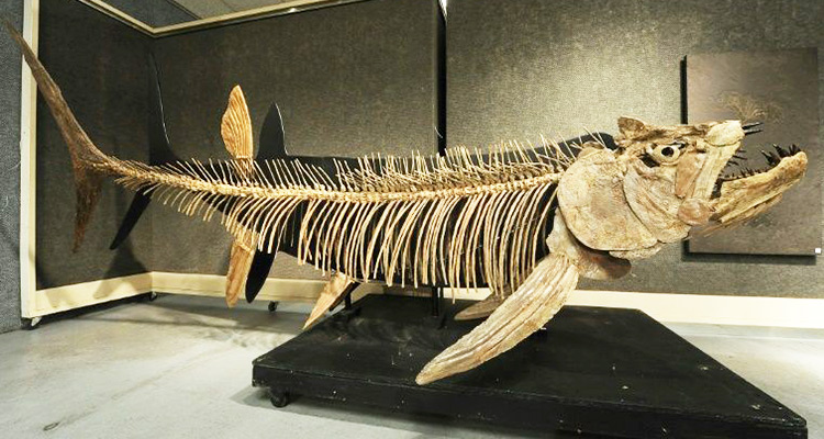 fossilfish1
