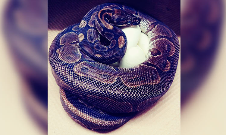 snake 1