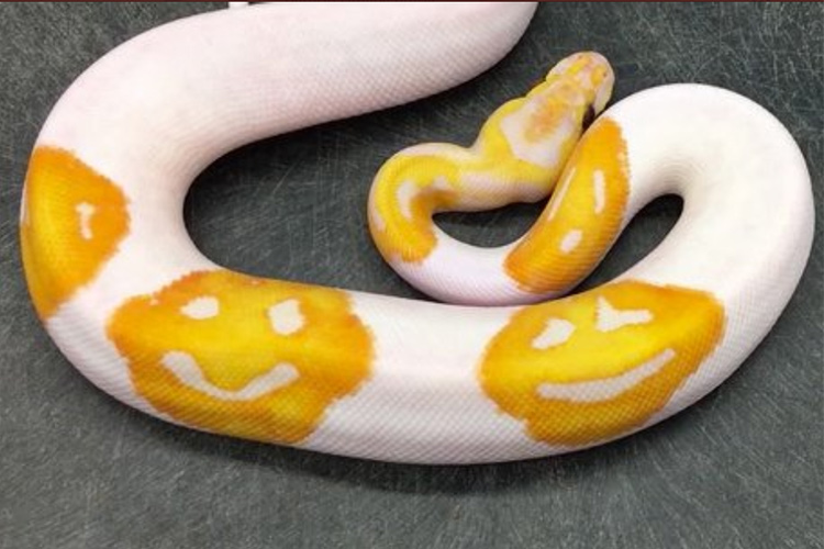 snake-emoji-smiliy