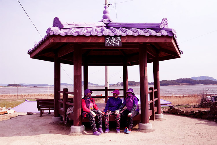 purple-korea4
