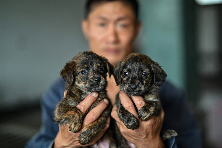 dogs-shanghai