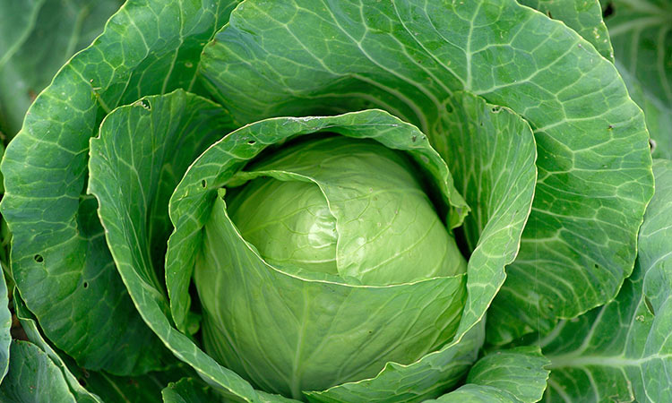 cabbage 22