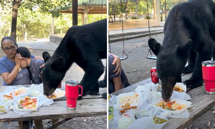 bear food 3