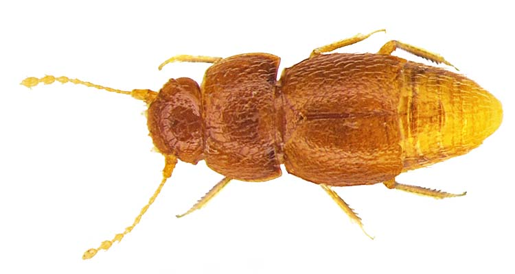 beetle11