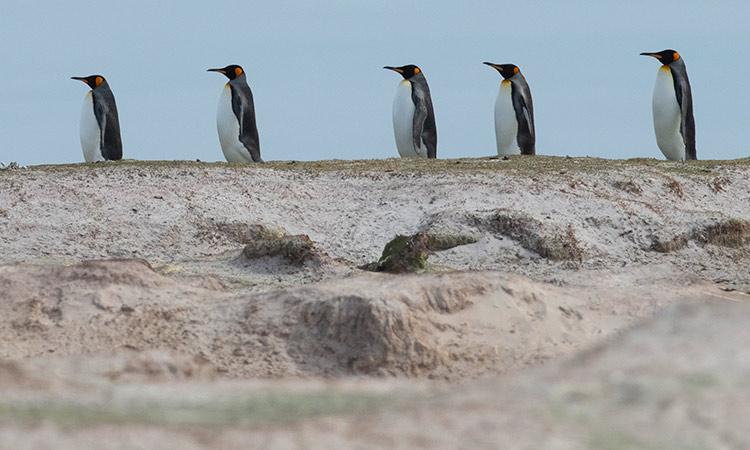 penguins 3
