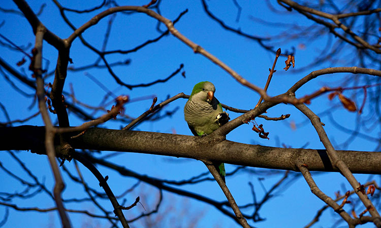 Parakeets Bird 1