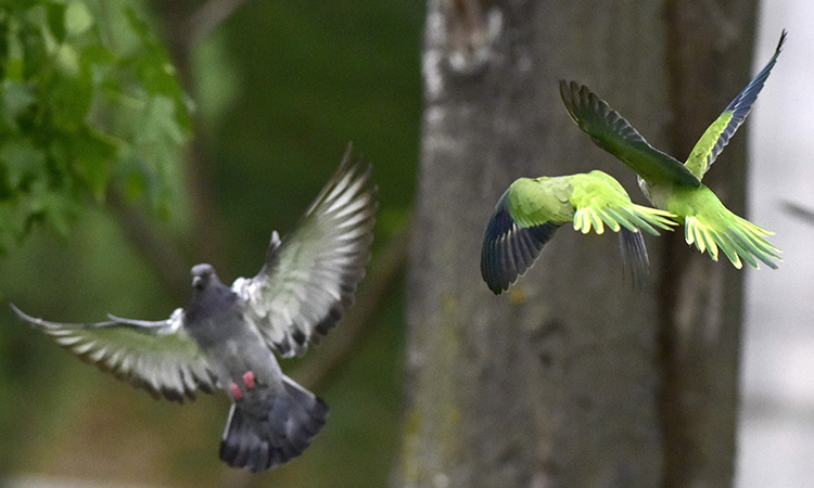 Parakeets bird 2