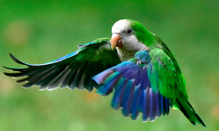 Parakeets birds 3