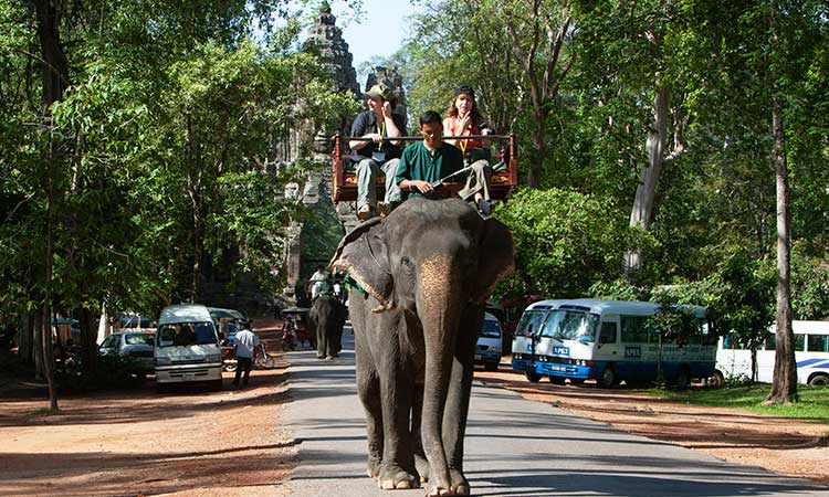 elephant rides 1