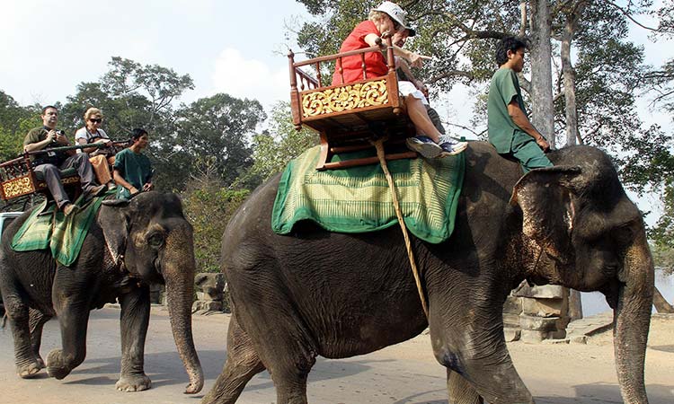 elephant rides 2