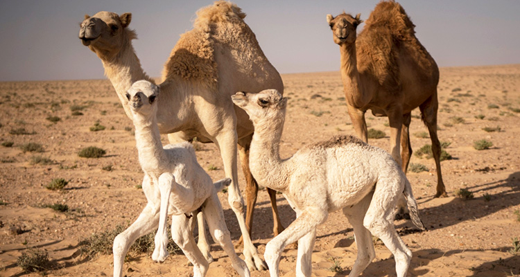 camels4