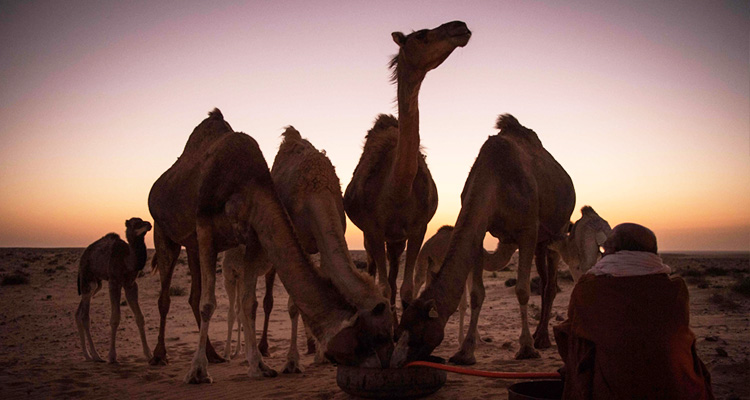 camels6
