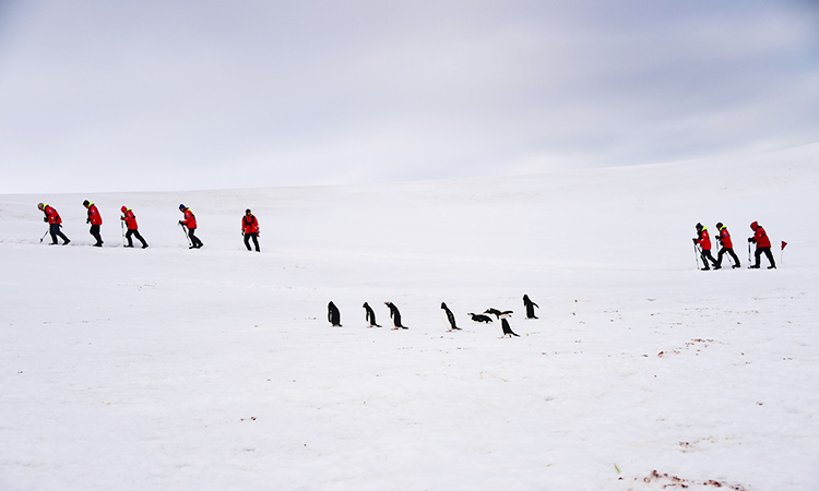 penguins Antarctica 1