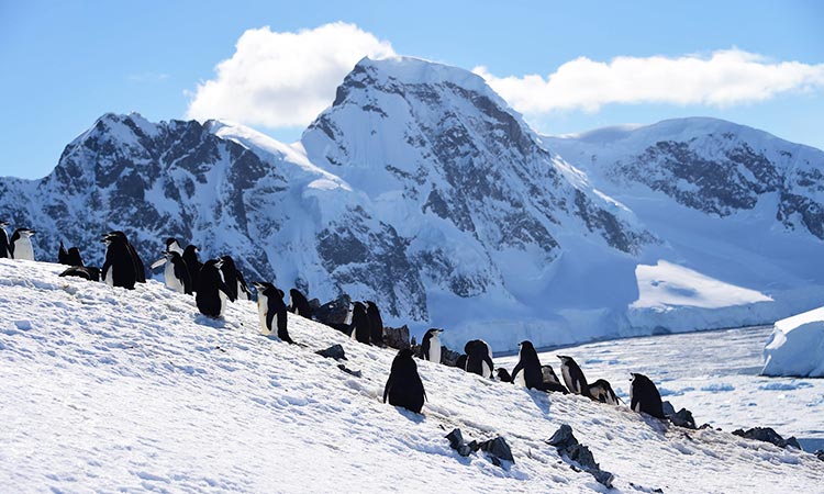 penguins Antarctica 2