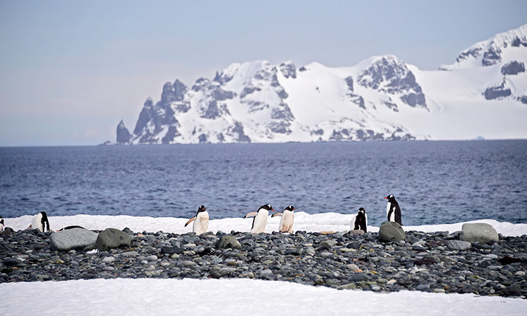 penguins Antarctica 3