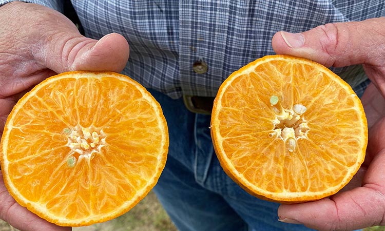 citrus orange 6