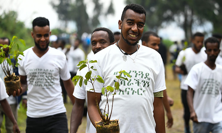 Ethiopia plants 19