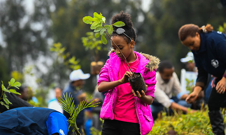 Ethiopia plants 7