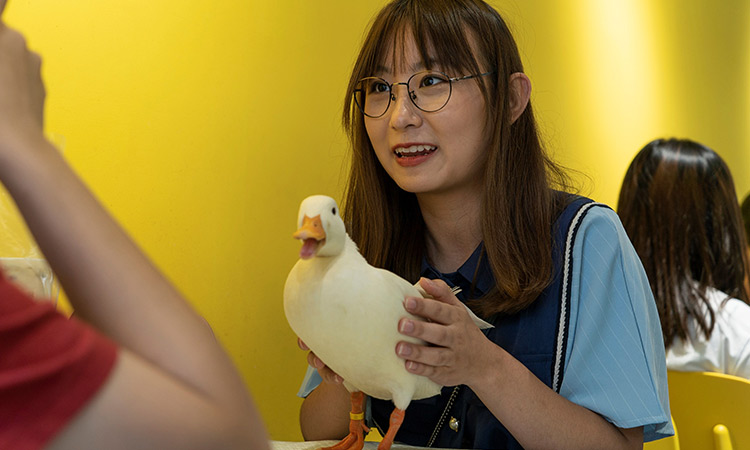 Duck cafe 2