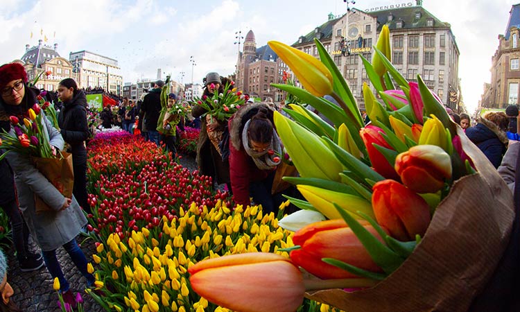 Netherlands Tulip 6