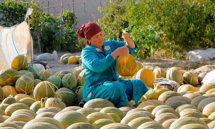 Uzbek melon 2