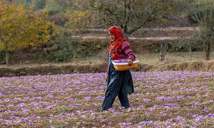 Kashmir flower field 1 