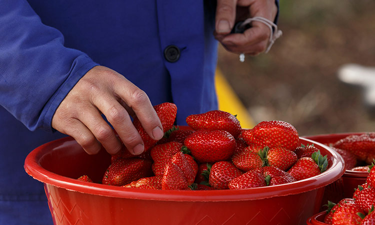 Strawberry farmers 1