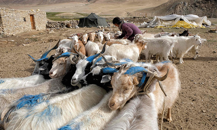 goats-pashmina
