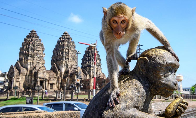 monkeys city 1