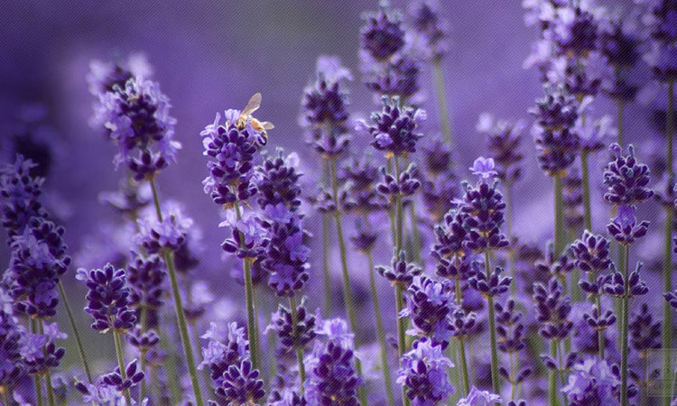 purple-flowers